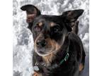 Adopt Marmalade a Black Shepherd (Unknown Type) / Mixed dog in Incline Village