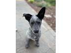 Adopt Kato a Black - with Gray or Silver Australian Cattle Dog / Mixed dog in