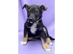 Adopt Ember a Black - with White German Shepherd Dog / Mixed dog in Westminster