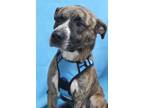Adopt Andy a Brindle American Pit Bull Terrier / Mixed dog in Westminster
