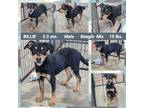 Adopt BILLIE a Black - with Brown, Red, Golden, Orange or Chestnut Beagle dog in