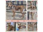 Adopt BAYLEE a Brown/Chocolate Beagle dog in Mesa, AZ (37203148)