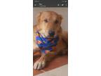 Adopt Omid ( Middle East , KP ) a Tan/Yellow/Fawn Golden Retriever dog in