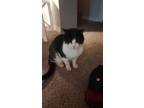 Adopt Patches a Black & White or Tuxedo American Shorthair / Mixed (short coat)