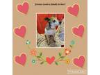 Adopt Jeremy a Tricolor (Tan/Brown & Black & White) Jack Russell Terrier / Rat