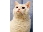 Adopt Ray a White Domestic Shorthair (short coat) cat in Southington