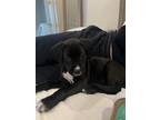Adopt Zara a Black - with White Labrador Retriever / American Pit Bull Terrier