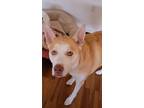 Adopt Axl a Tan/Yellow/Fawn - with White Husky / Hound (Unknown Type) / Mixed