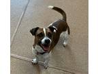 Adopt Rocket a Jack Russell Terrier / Mixed dog in Dublin, CA (37204580)