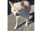 Adopt Roxy a Pomeranian / Mixed dog in Vallejo, CA (37204510)
