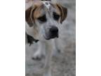 Adopt Obi a White - with Brown or Chocolate Catahoula Leopard Dog / Great