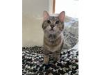 Adopt Huey (22-261 C) a Tan or Fawn Domestic Shorthair / Mixed cat in Saint