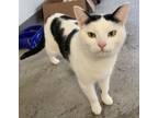 Adopt Louisa a Domestic Shorthair / Mixed (short coat) cat in Clinton