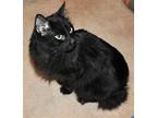 Adopt Seeley a All Black Manx / Mixed (long coat) cat in Liberty, NC (37203920)