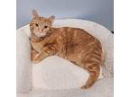 Adopt Freezie Pop a Orange or Red Domestic Shorthair / Mixed cat in Mankato
