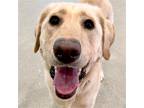 Adopt Lena a Tan/Yellow/Fawn Labrador Retriever / Mixed dog in Jefferson