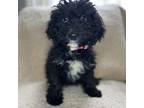 Adopt Ginny a Black Bernese Mountain Dog / Poodle (Miniature) / Mixed dog in