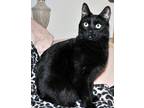 Adopt Ichabod a All Black Manx / Mixed (medium coat) cat in Liberty