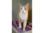 Adopt Hurley a Orange or Red Domestic Shorthair / Domestic Shorthair / Mixed cat