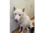 Adopt Double a White Husky / Mixed dog in San Jose, CA (37203759)