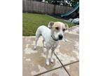 Adopt Tyco a White - with Brown or Chocolate Terrier (Unknown Type