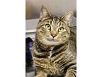 Adopt Ellion a Domestic Shorthair / Mixed cat in Indiana, PA (37203357)
