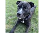Adopt Archie a Mixed Breed (Medium) / Mixed dog in Mipiltas, CA (37203321)