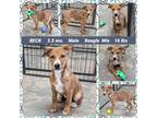 Adopt BECK a Brown/Chocolate - with White Beagle dog in Mesa, AZ (37203150)