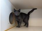 Adopt Chili a Domestic Shorthair / Mixed cat in Concord, NH (37202426)