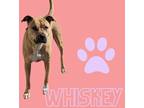 Adopt Whiskey a Tan/Yellow/Fawn Shepherd (Unknown Type) / American Pit Bull