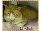 MR CHEEKS available 2/4 Domestic Shorthair Senior Male