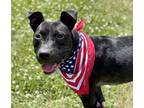 Adopt Diva a Black American Pit Bull Terrier / Mixed dog in Burton