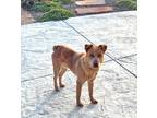 Adopt Willie a Merle Australian Cattle Dog / Mixed dog in Pleasanton
