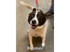 Adopt Boomer a Jack Russell Terrier, Mixed Breed