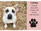 Adopt Laney a American Bully