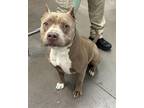 Adopt CORTEZ a Pit Bull Terrier