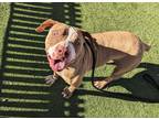 Adopt SMOOSHY a Pit Bull Terrier, Shar-Pei
