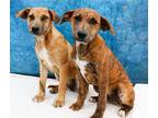 Adopt Harmony and her Puppies a Catahoula Leopard Dog