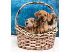 Adopt Maggie Sue's Puppies a Catahoula Leopard Dog
