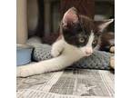 Amy Wong, Domestic Shorthair For Adoption In Columbia, Missouri