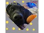 Lucy, Labrador Retriever For Adoption In Mesa, Arizona