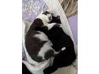 Wendella And Wakely, Domestic Shorthair For Adoption In Skokie, Illinois