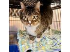 Chuckles, Domestic Shorthair For Adoption In Columbia, Illinois