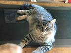 Bob Cat, Maine Coon For Adoption In Quail Valley, California