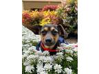 Adopt Beebee a Dachshund, Jack Russell Terrier