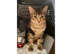 Adopt Theo a Tabby
