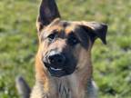 Adopt RALPH a German Shepherd Dog