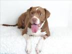 Adopt RAINY a Pit Bull Terrier, Mixed Breed