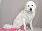 Adopt A597570 a Great Pyrenees, Mixed Breed