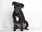 Adopt JESSICA a Boxer, Mixed Breed
